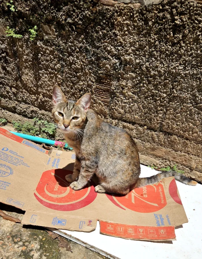 Gato raça SRD-ViraLata idade 1 ano nome Yzma
