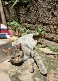Yzma