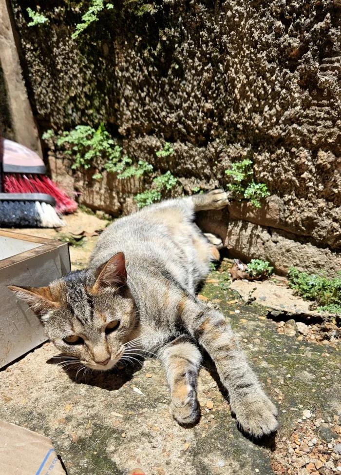 Gato raça SRD-ViraLata idade 1 ano nome Yzma