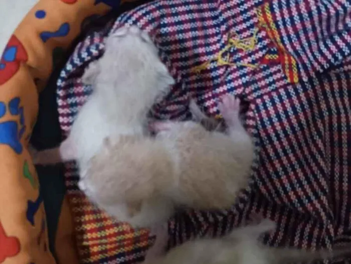 Gato raça Persa idade Abaixo de 2 meses nome Mônica Andrade