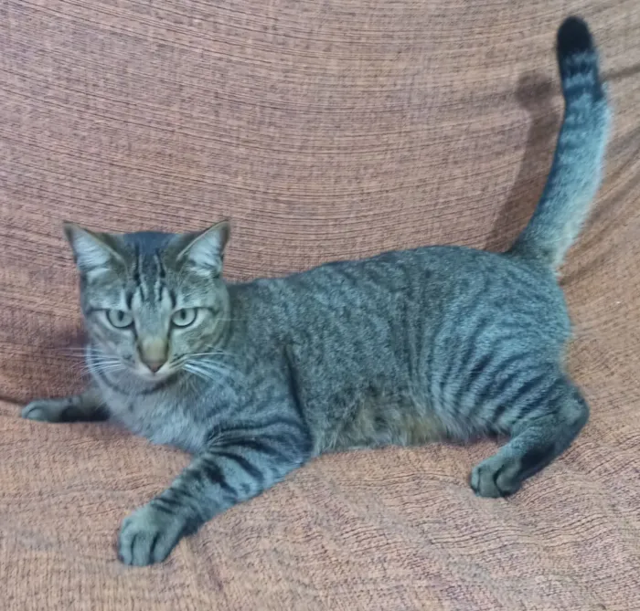 Gato raça SRD-ViraLata idade 3 anos nome Milagre