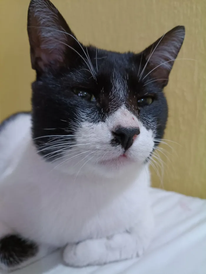 Gato raça SRD-ViraLata idade 2 anos nome Mimoso