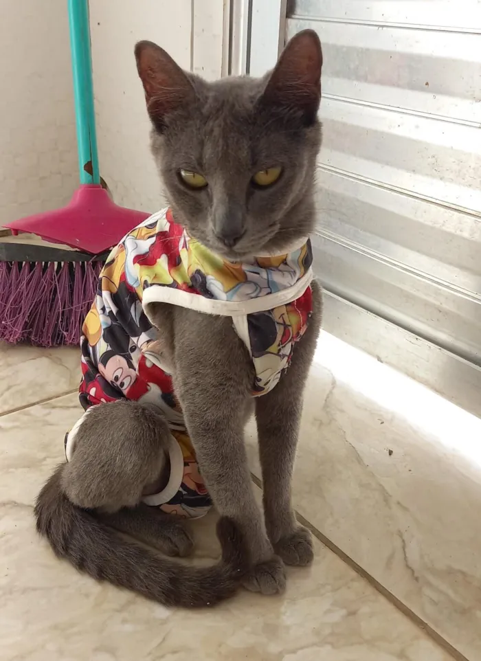 Gato raça SRD-ViraLata idade Abaixo de 2 meses nome gatinhos 