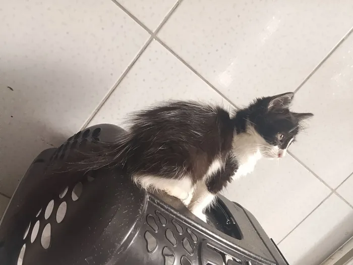 Gato raça SRD-ViraLata idade Abaixo de 2 meses nome gatinhos 