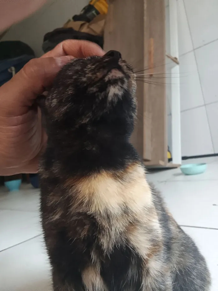Gato raça SRD-ViraLata idade Abaixo de 2 meses nome gatinhos 