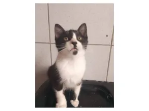 Gato raça SRD-ViraLata idade Abaixo de 2 meses nome gatinhos 