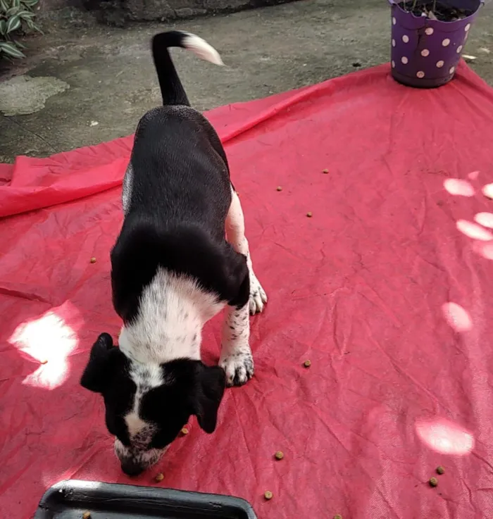 Cachorro raça SRD-ViraLata idade Abaixo de 2 meses nome Amora