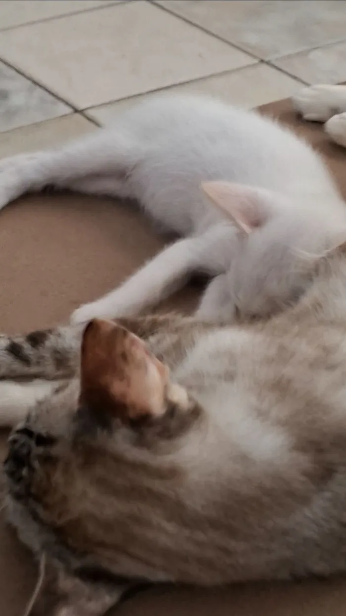 Gato raça SRD-ViraLata idade 2 a 6 meses nome Os gatinhos ainda não tem nome.