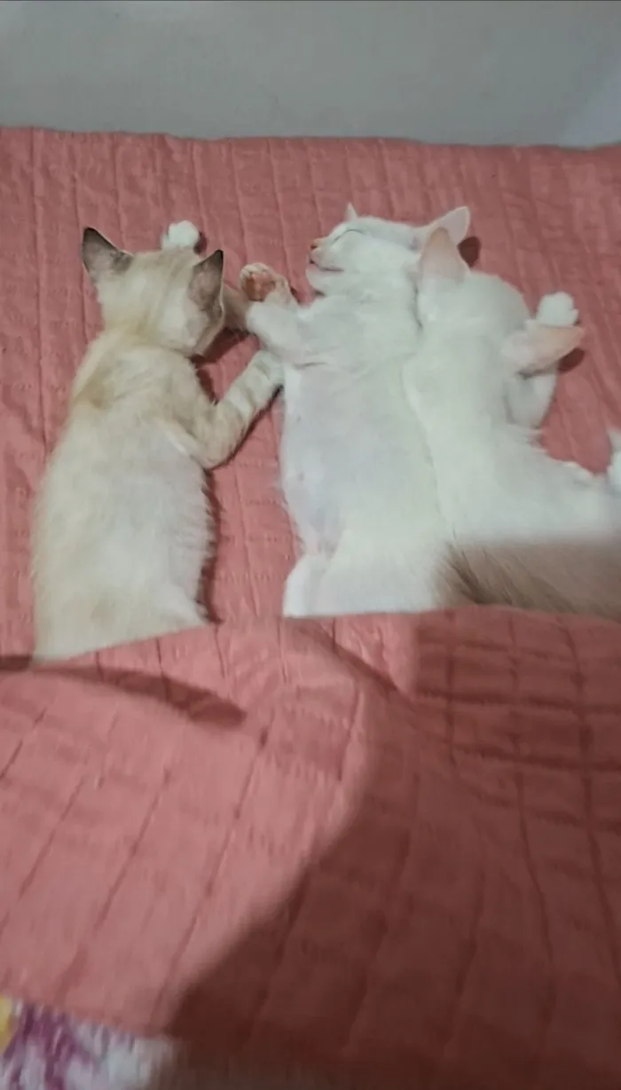 Gato raça SRD-ViraLata idade 2 a 6 meses nome Os gatinhos ainda não tem nome.