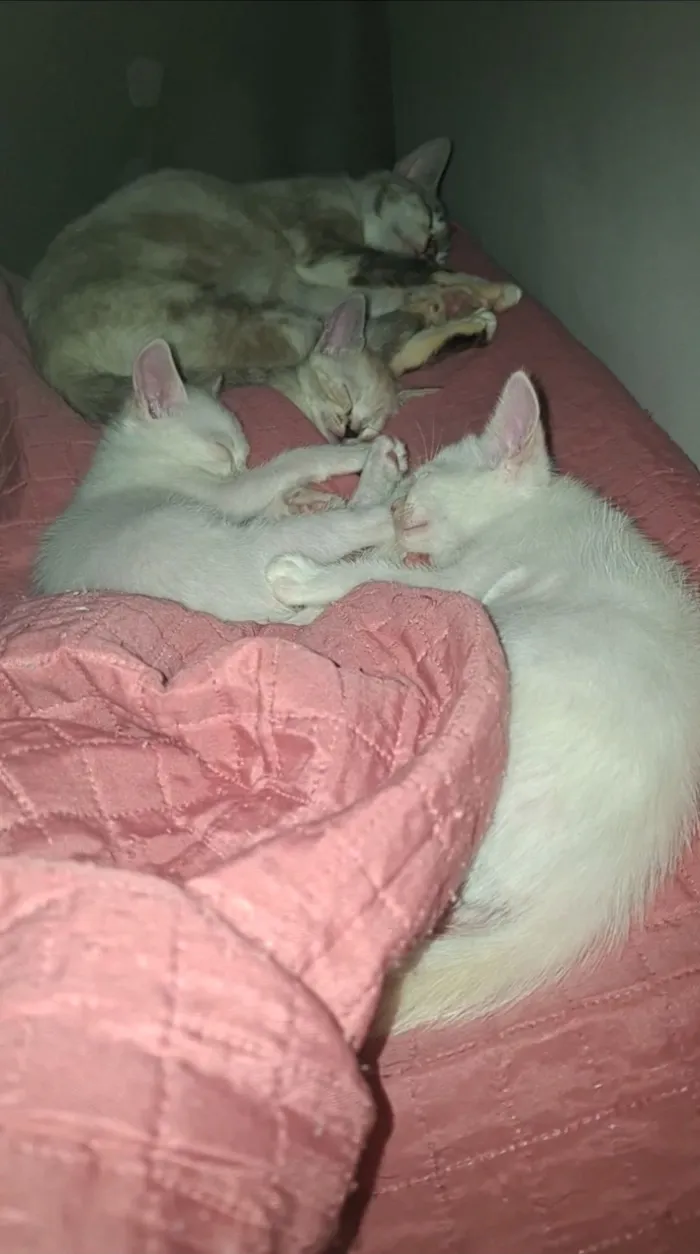 Gato raça SRD-ViraLata idade 2 a 6 meses nome Os gatinhos ainda não tem nome.