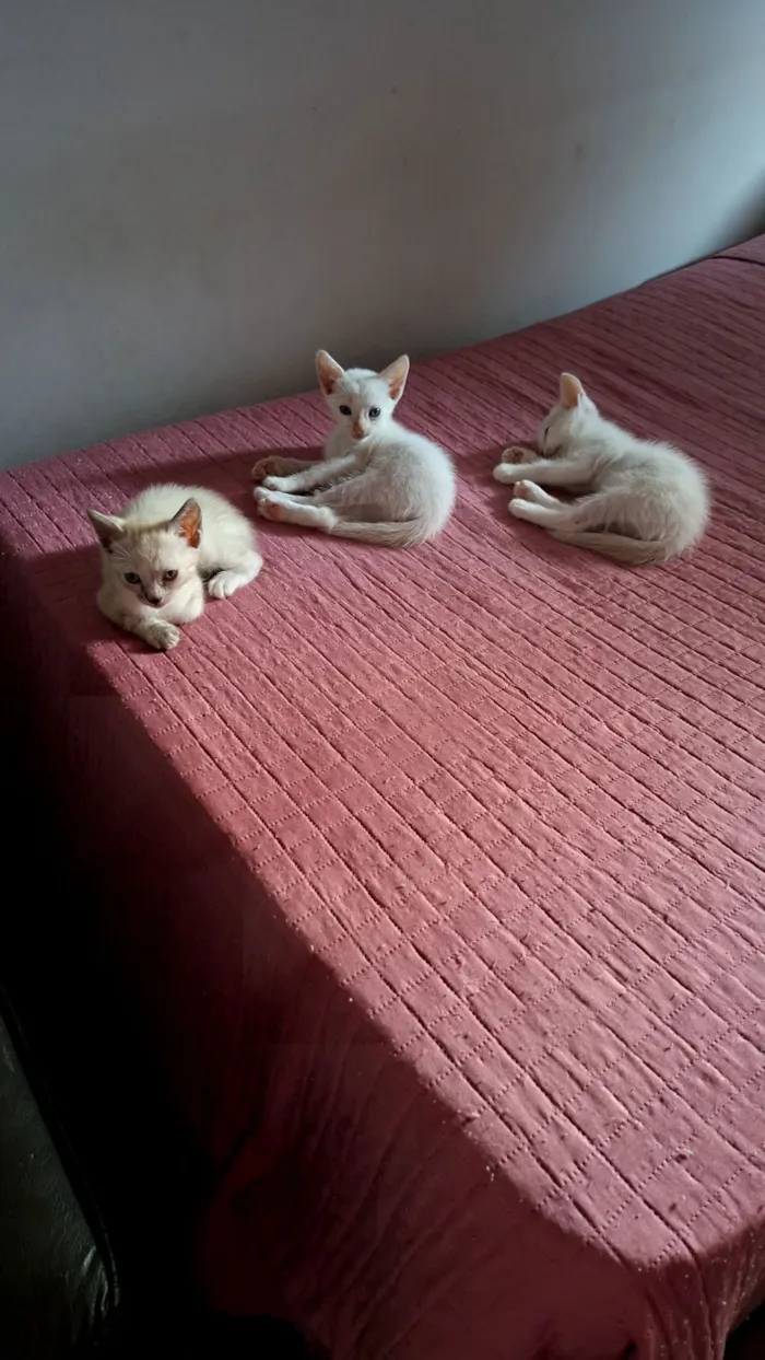 Gato raça SRD-ViraLata idade 2 a 6 meses nome Os gatinhos ainda não tem nome.