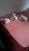 Os gatinhos ainda não tem nome.