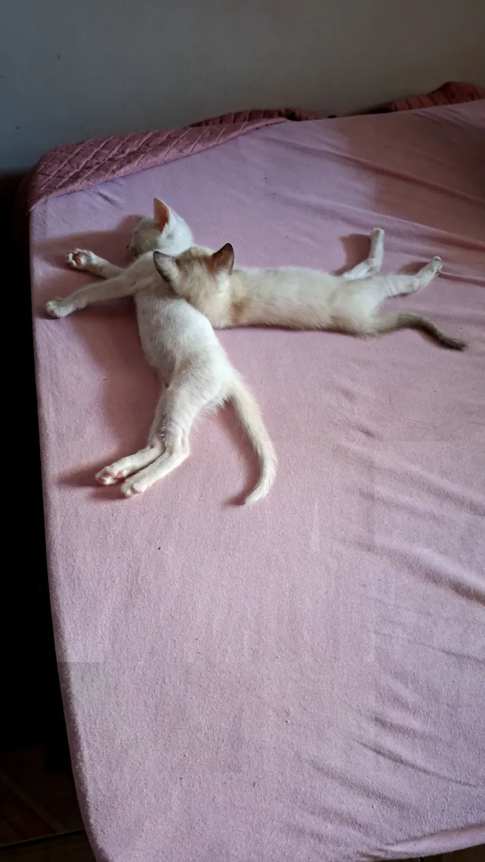 Gato raça SRD-ViraLata idade 2 a 6 meses nome Os gatinhos ainda não tem nome.