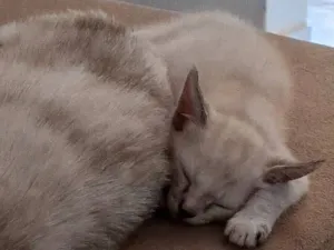 Gato raça SRD-ViraLata idade 2 a 6 meses nome Os gatinhos ainda não tem nome.