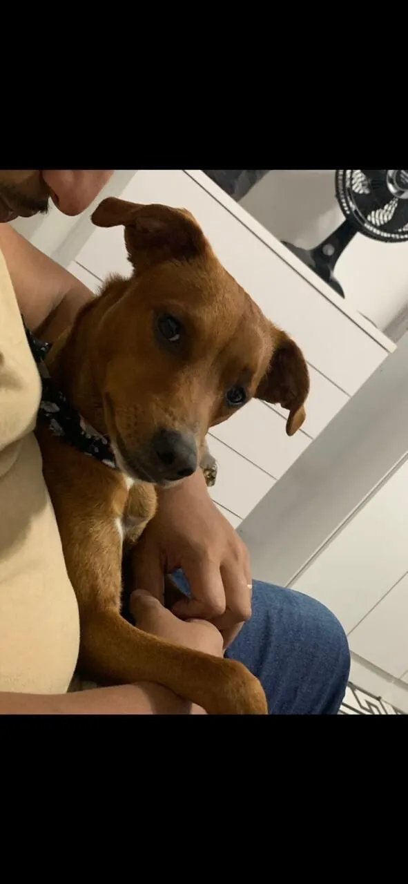 Cachorro raça SRD-ViraLata idade 2 a 6 meses nome cadu 