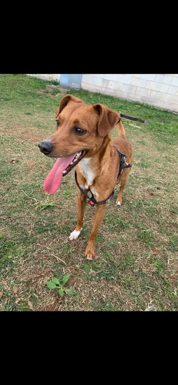 Cachorro raça SRD-ViraLata idade 2 a 6 meses nome cadu 