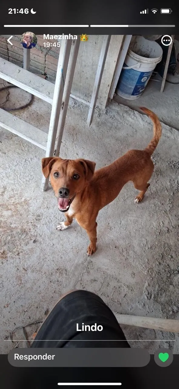 Cachorro raça SRD-ViraLata idade 2 a 6 meses nome cadu 