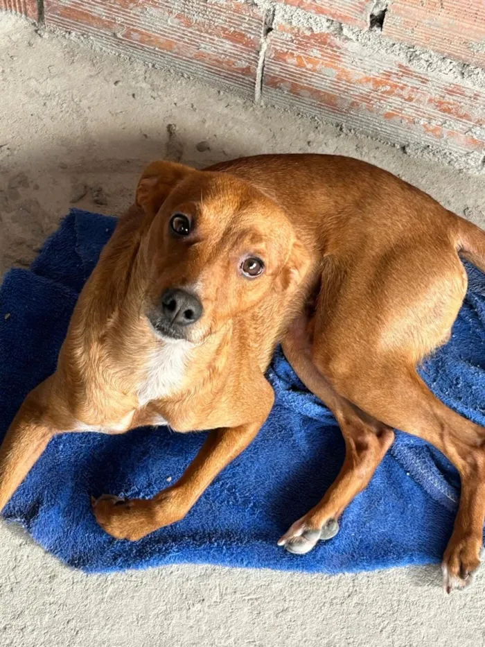 Cachorro raça SRD-ViraLata idade 2 a 6 meses nome cadu 