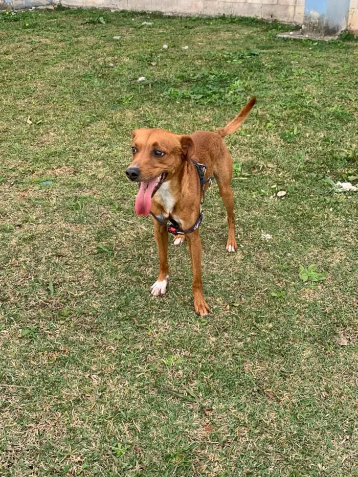 Cachorro raça SRD-ViraLata idade 2 a 6 meses nome cadu 