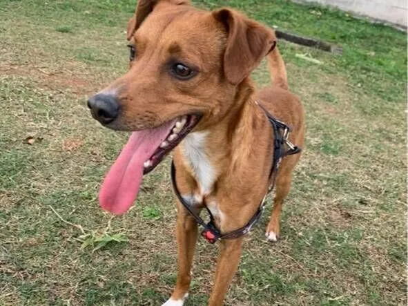 Cachorro raça SRD-ViraLata idade 2 a 6 meses nome cadu 