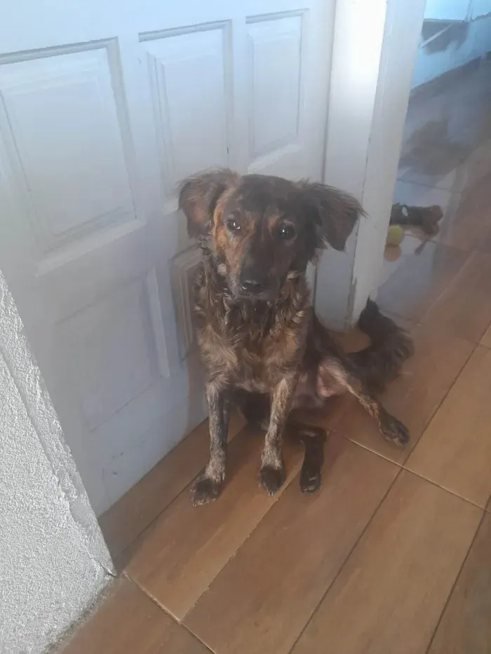 Cachorro raça SRD-ViraLata idade 2 anos nome Binho 