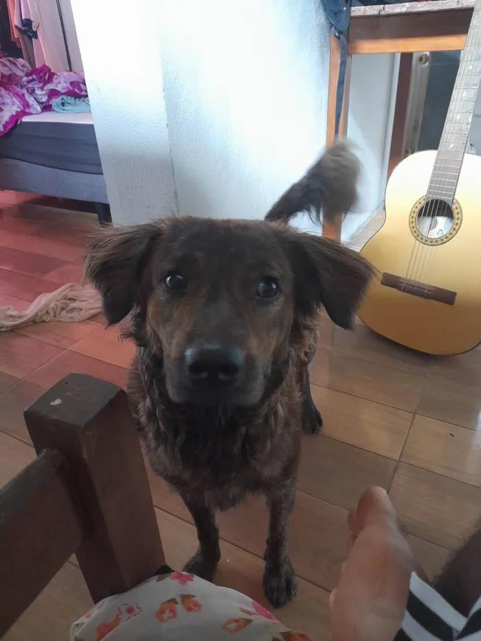 Cachorro raça SRD-ViraLata idade 2 anos nome Binho 