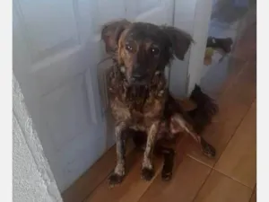 Cachorro raça SRD-ViraLata idade 2 anos nome Binho 