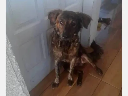 Cachorro raça SRD-ViraLata idade 2 anos nome Binho 