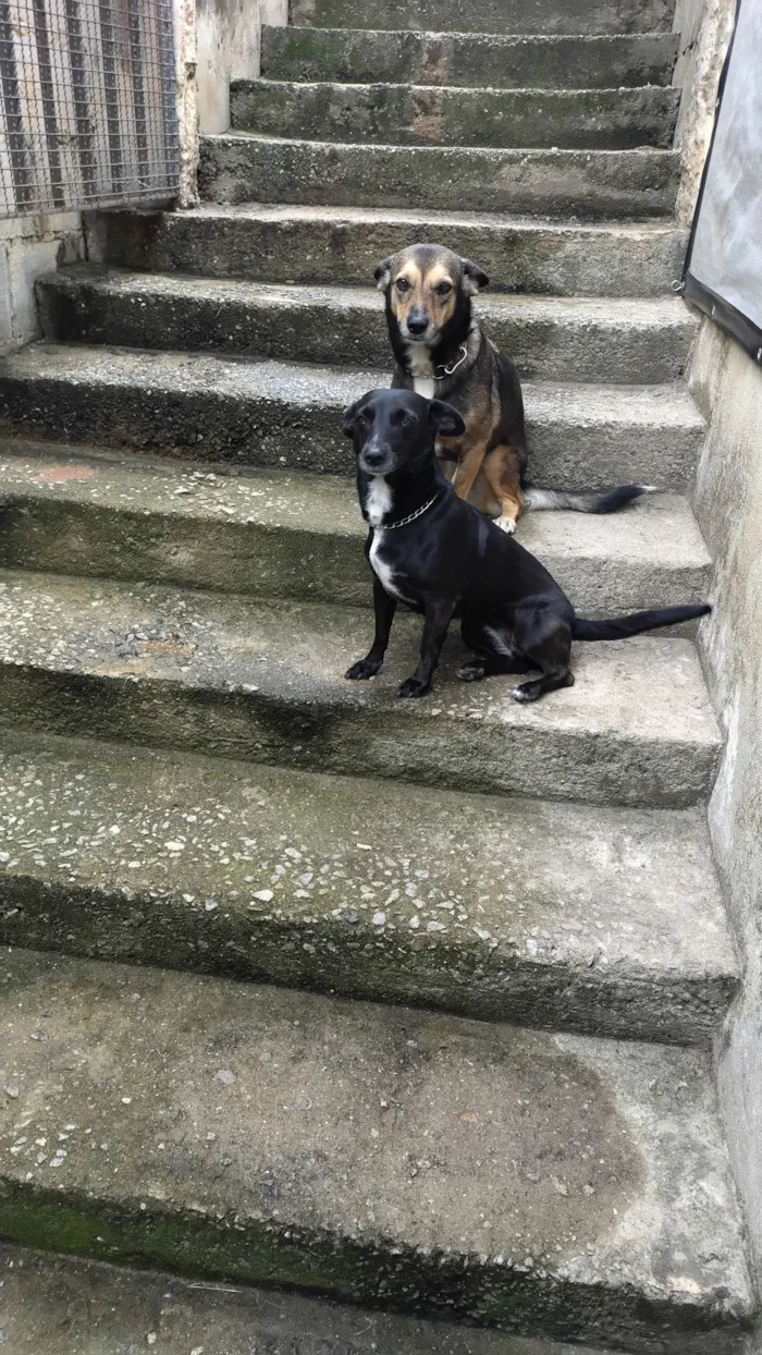 Cachorro raça SRD-ViraLata idade 5 anos nome Nutella e Paçokitta 