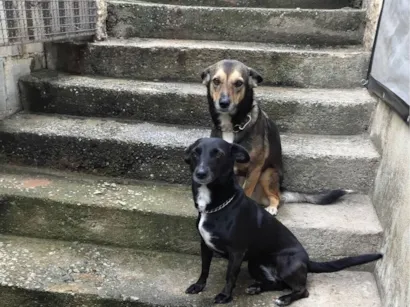 Cachorro raça SRD-ViraLata idade 5 anos nome Nutella e Paçokitta 