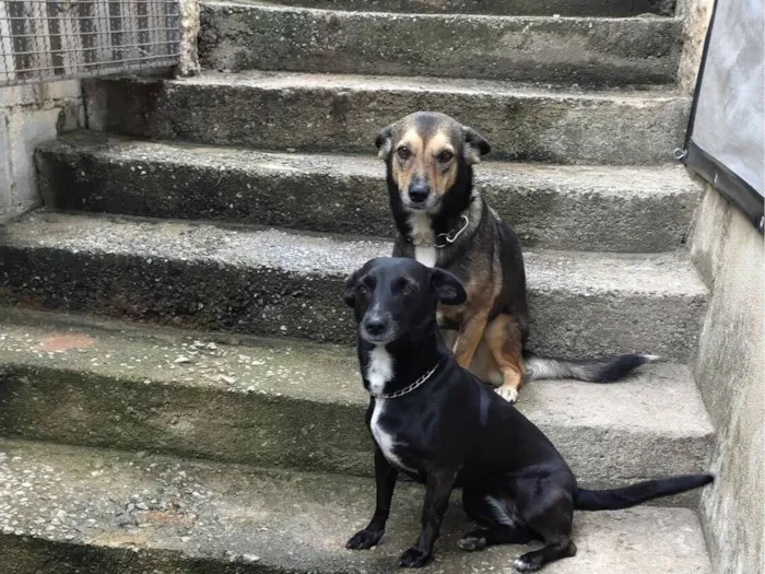 Cachorro raça SRD-ViraLata idade 5 anos nome Nutella e Paçokitta 