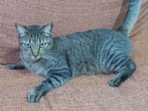 Gato raça SRD-ViraLata idade 3 anos nome Milagre