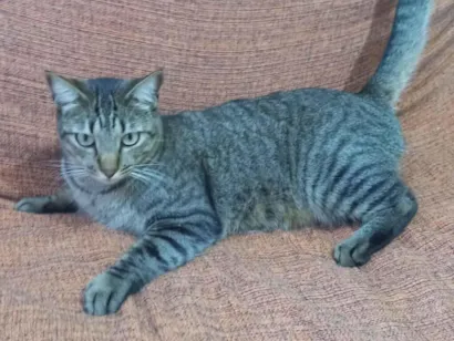 Gato raça SRD-ViraLata idade 3 anos nome Milagre