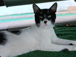 Gato raça SRD-ViraLata idade 2 anos nome Mimoso