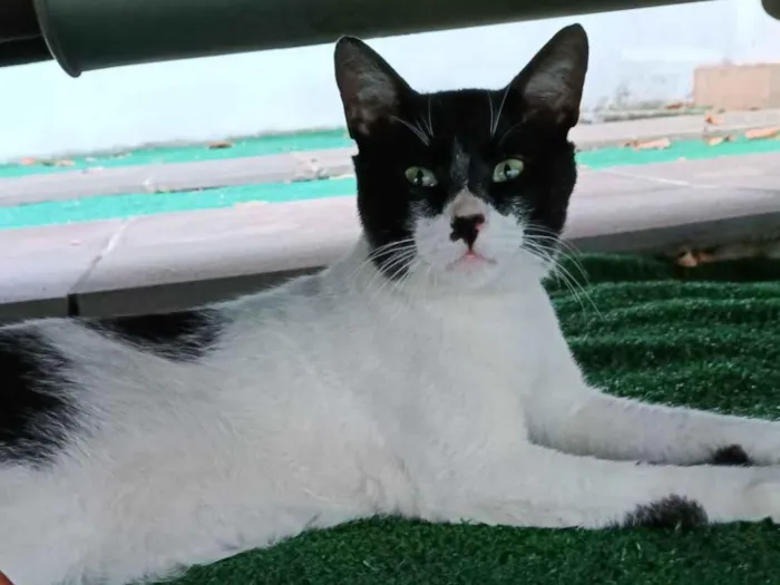 Gato raça SRD-ViraLata idade 2 anos nome Mimoso