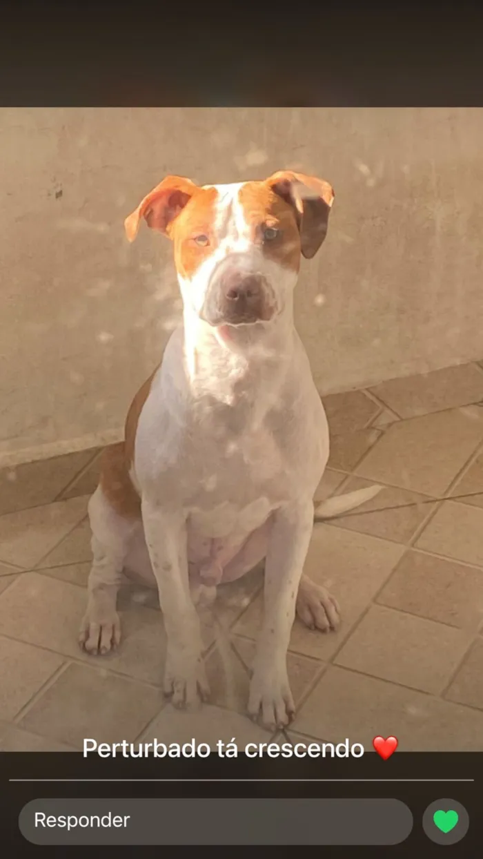 Cachorro raça Pit-Bull idade 1 ano nome Jake