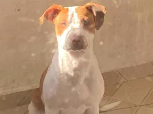 Cachorro raça Pit-Bull idade 1 ano nome Jake
