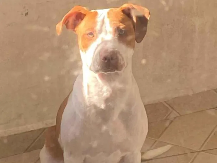 Cachorro raça Pit-Bull idade 1 ano nome Jake