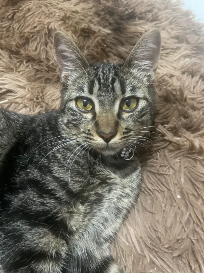 Gato raça SRD-ViraLata idade 2 a 6 meses nome Daíla