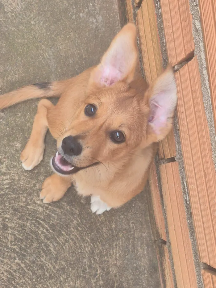 Cachorro raça SRD-ViraLata idade 2 a 6 meses nome Hadya