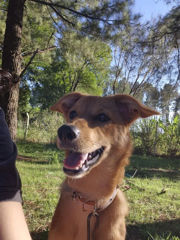 Cachorro raça SRD-ViraLata idade 2 a 6 meses nome Hadya