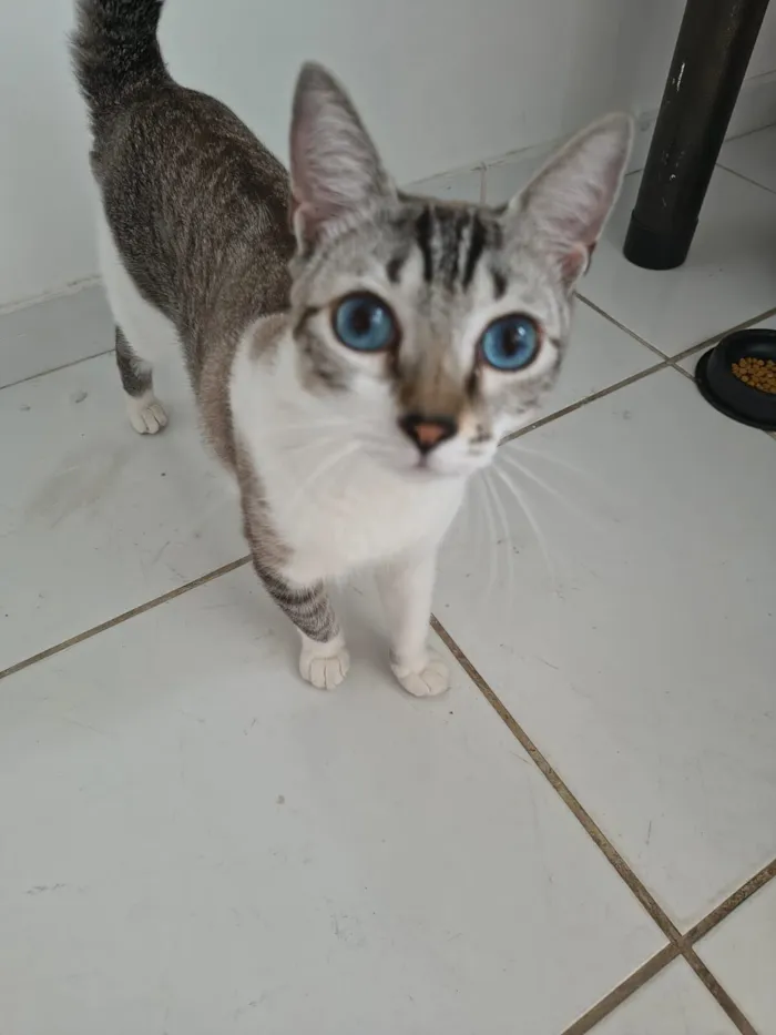 Gato raça SRD-ViraLata idade 1 ano nome Chimbiquito