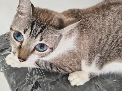 Gato raça SRD-ViraLata idade 1 ano nome Chimbiquito