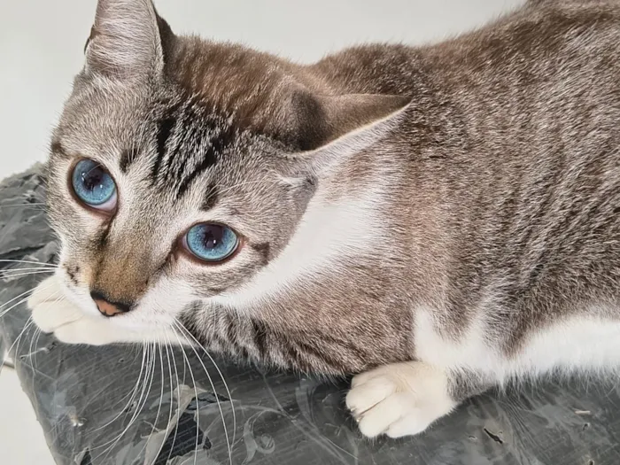 Gato raça SRD-ViraLata idade 1 ano nome Chimbiquito