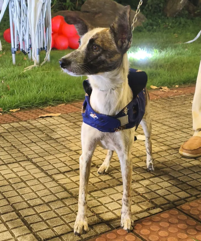 Cachorro raça SRD-ViraLata idade 3 anos nome Dominique
