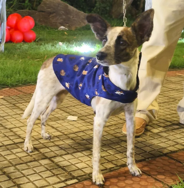 Cachorro raça SRD-ViraLata idade 3 anos nome Dominique