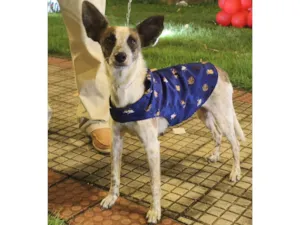 Cachorro raça SRD-ViraLata idade 3 anos nome Dominique