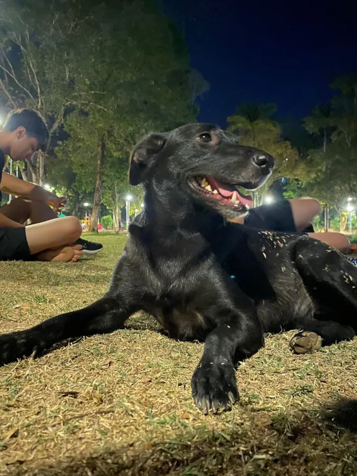 Cachorro raça SRD-ViraLata idade 2 anos nome Pretinha