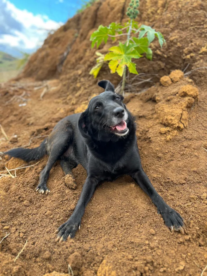 Cachorro raça SRD-ViraLata idade 2 anos nome Pretinha