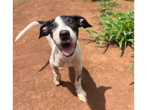 Cachorro raça SRD-ViraLata idade 2 a 6 meses nome Beethoven 